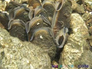 دانستنیها-group-of-freshwater-pearl-mussels-margaritifera-margaritifera