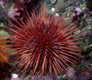 دانستنیها-red-sea-urchin