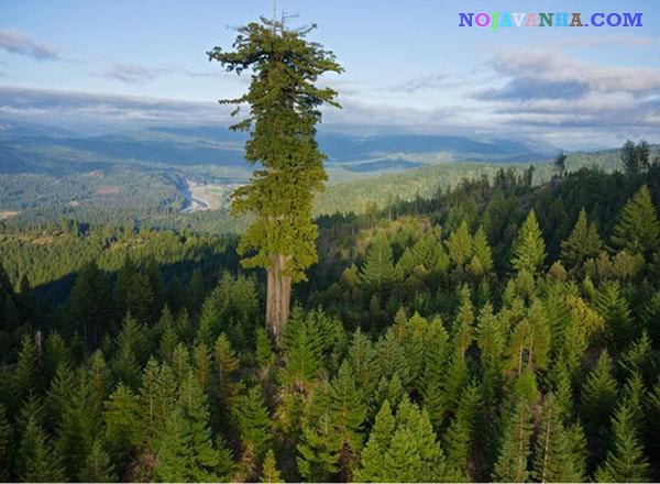 بلندترین درخت دنیا