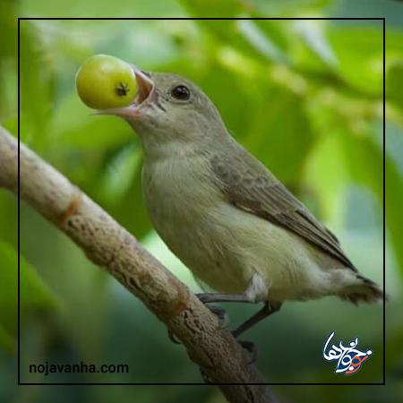 کوچکترین پرنده در آسیا: دارکوب نوک رنگ پریده