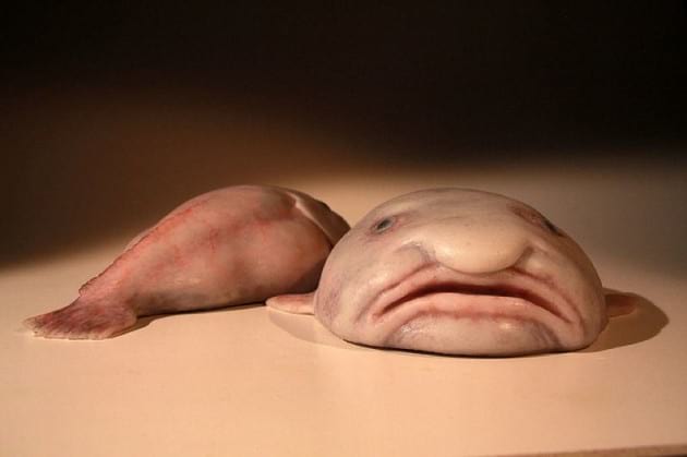 ocean-creatures-blobfish-pair