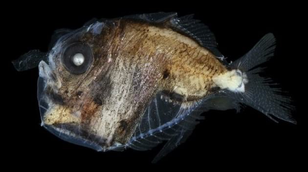 ocean-creatures-hatchetfish-transparent