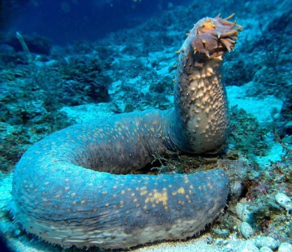 ocean-creatures-sea-cucumber-giant