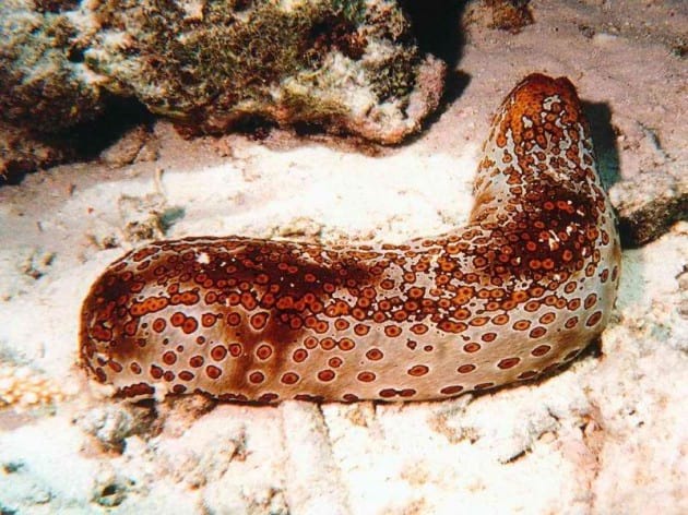 ocean-creatures-sea-cucumber-leopard