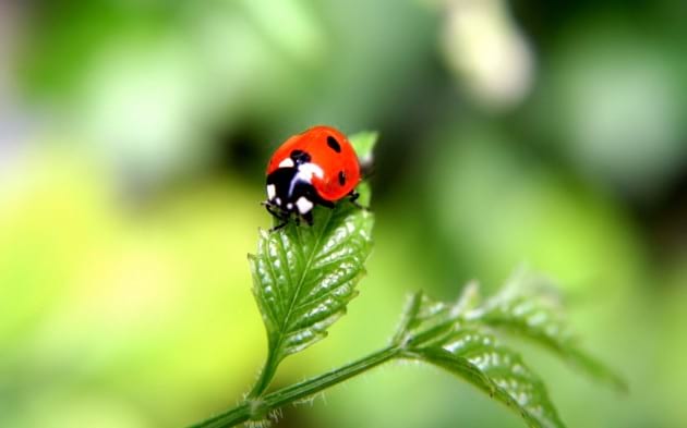 Beautiful-Ladybugs-Macro-Photography-Wallpaper-HD-1024x640