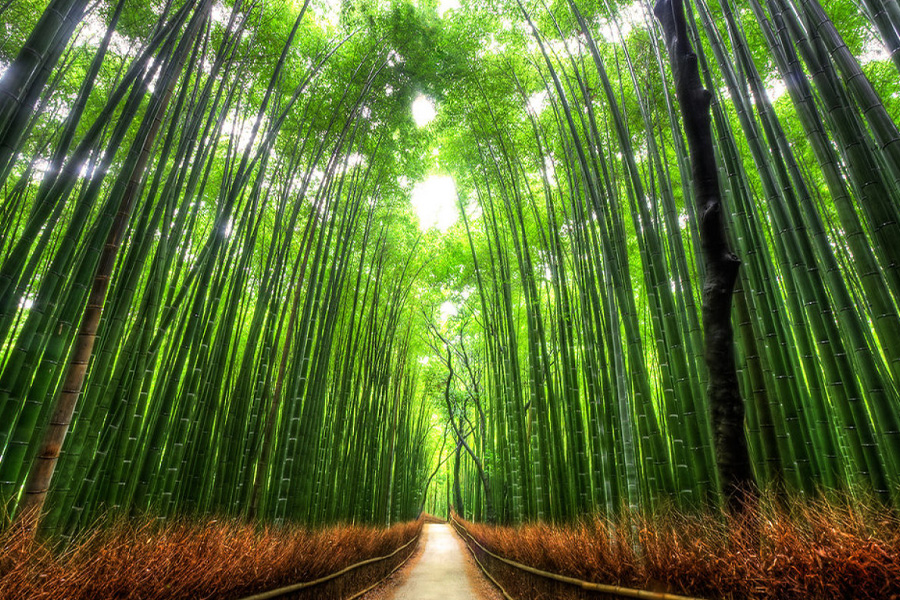 t همه چیز درمورد جنگل بامبو ژاپن