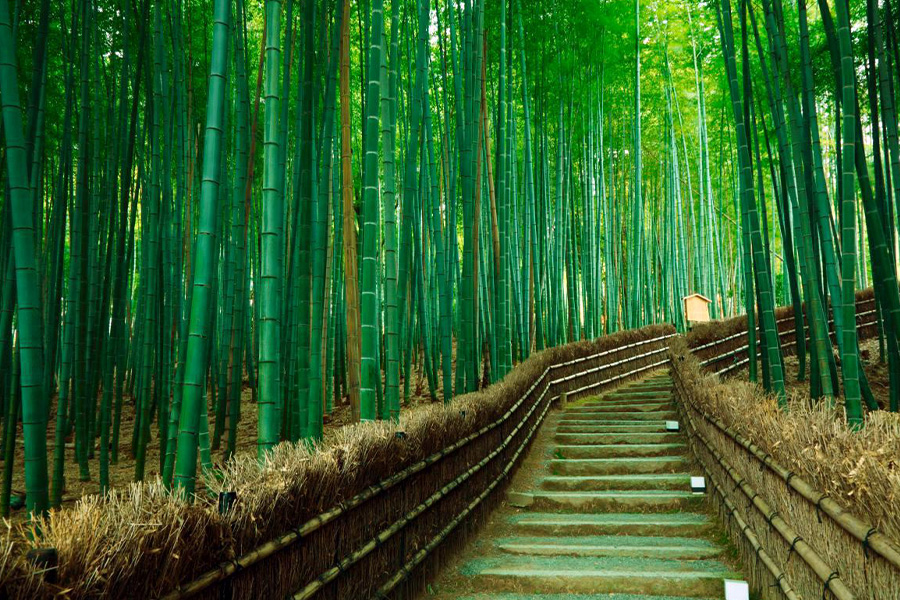 t همه چیز درمورد جنگل بامبو ژاپن