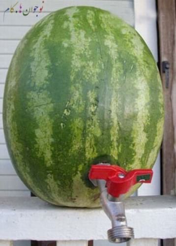 Watermelon.nojavanha (8)