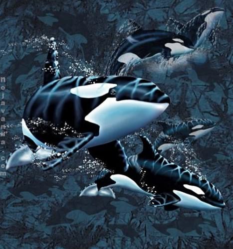 killer-whales-illusion