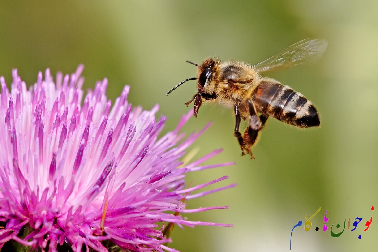 زنبورها برای گم نکردن راه خانه چه می کنند؟