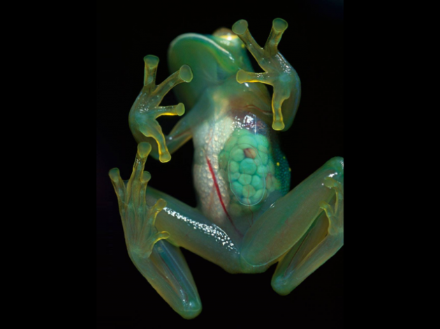 Glass frog1.nojavanha