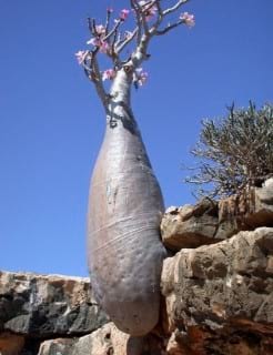 Socotra.nojavanha (14)