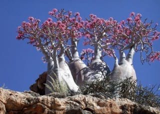 Socotra.nojavanha (2)