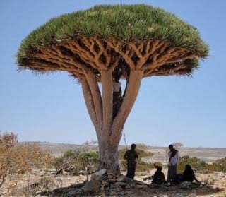 Socotra.nojavanha (29)