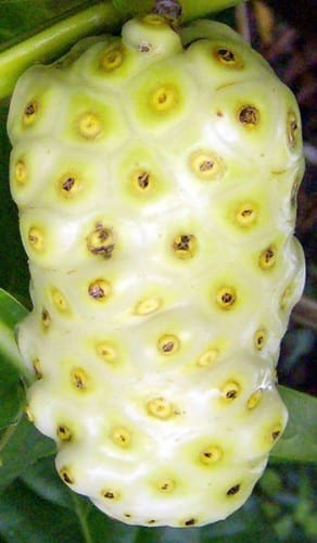 fruit.nojavanha (10)