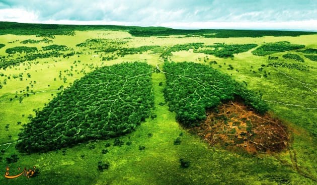 lungs of earth.nojavanha