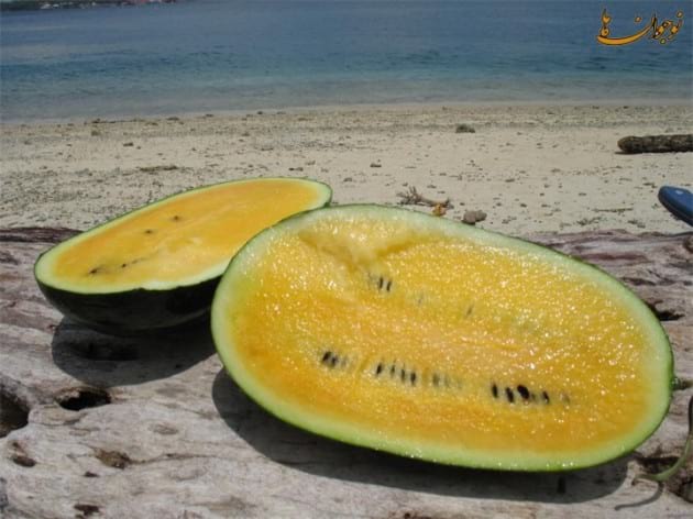 Yellow watermelon.nojavanha (6)