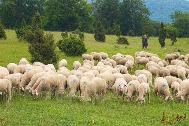 Sheep.nojavanha (1)