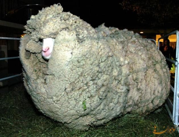 Sheep.nojavanha (3)
