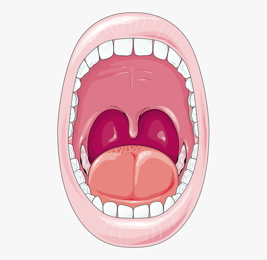زبان و دندان چه کمکی به هضم غذا می کند