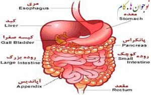 Gastroenterology.nojavanha (2)