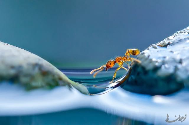 The Thirsty Ant-nojavanha (10)