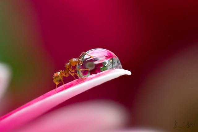 The Thirsty Ant-nojavanha (5)