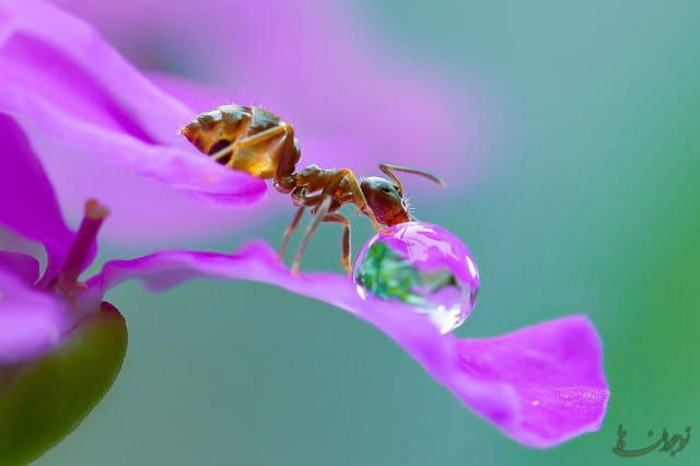 The Thirsty Ant-nojavanha (6)