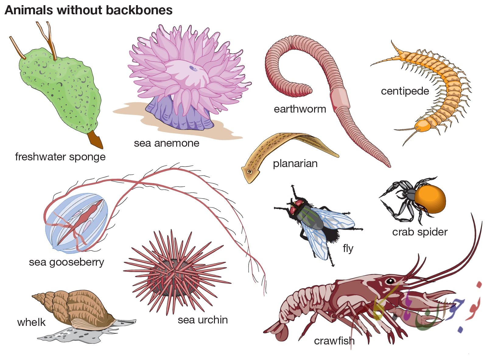 World invertebrates.nojavanha (1)