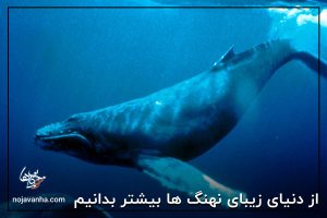 از دنیای زیبای نهنگ ها بیشتر بدانیم