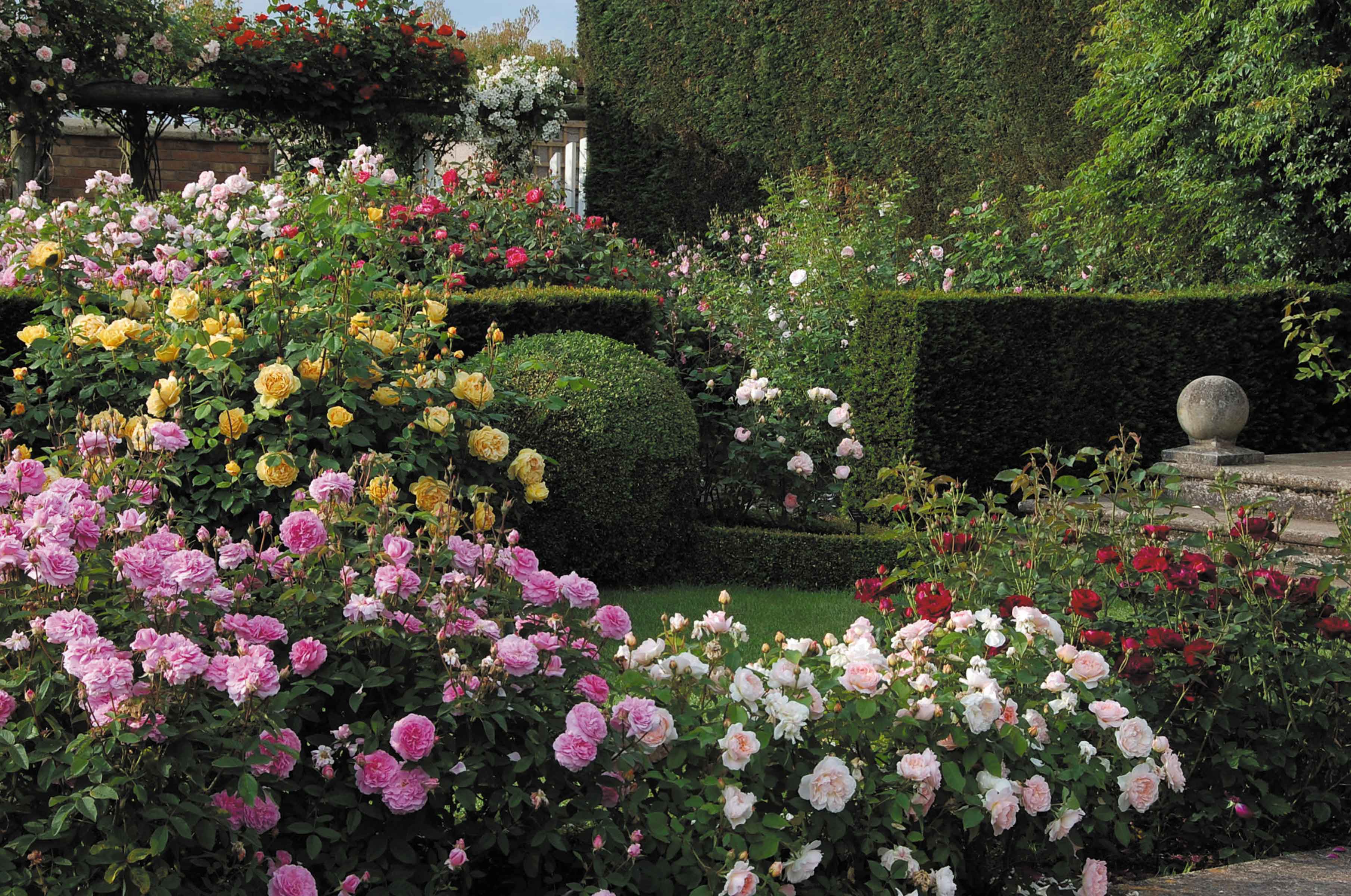 Твой сад розы. Сад роз (розарий) Дэвида Остина. Розарий Дэвида Остина в Англии.