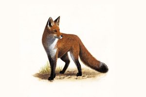 عکس روباه برای پس زمینه تلفن همراه
