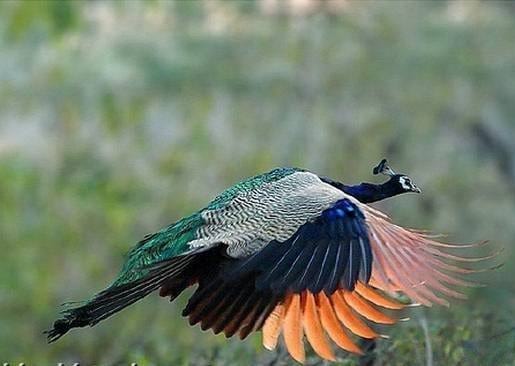 پرواز طاووس