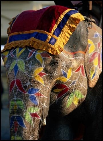 جشنواره فیل های رنگی (10)