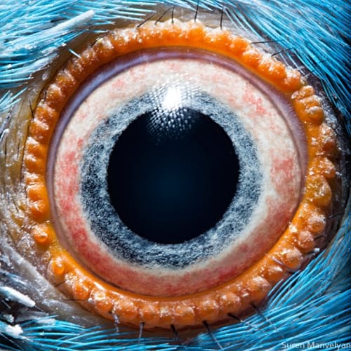 چشم حیوانات (4)