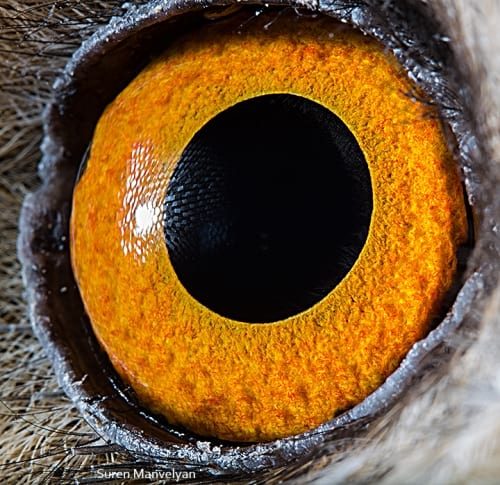 چشم حیوانات (9)