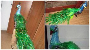 Peacock craft with soda bottle