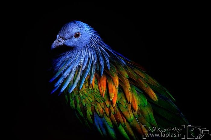 زیباترین پرنده (2)