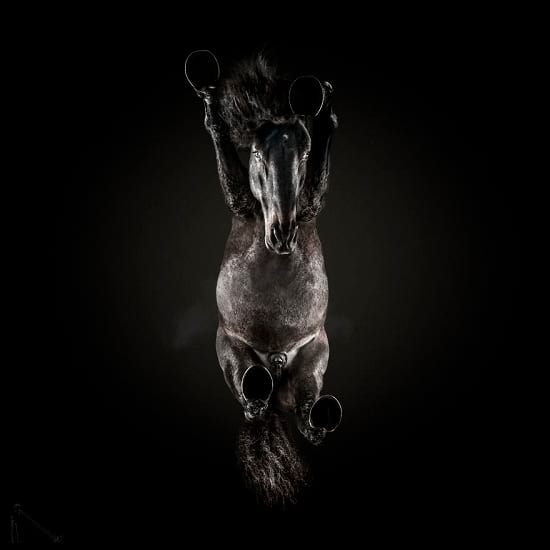 عکاسی از اسب ها (8)