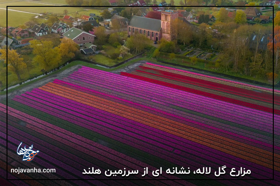 مزارع گل لاله، نشانه ای از سرزمین هلند