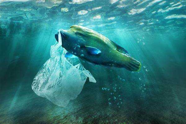 پلاستیک عامل آلودگی دریاها 