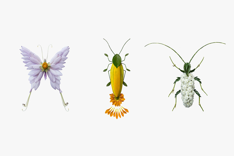 حشرات و گلها