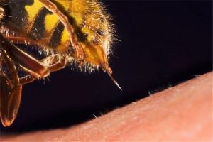 t مقابله با زنبور گزیدگی به هنگام گردش در طبیعت