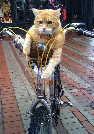 دوچرخه گربه ای