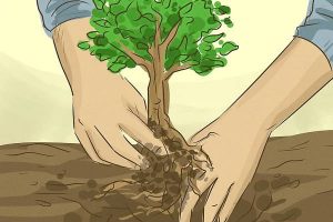 حفظ درخت ها