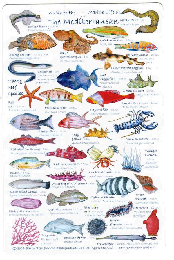 t تکامل و طبقه بندی ماهی