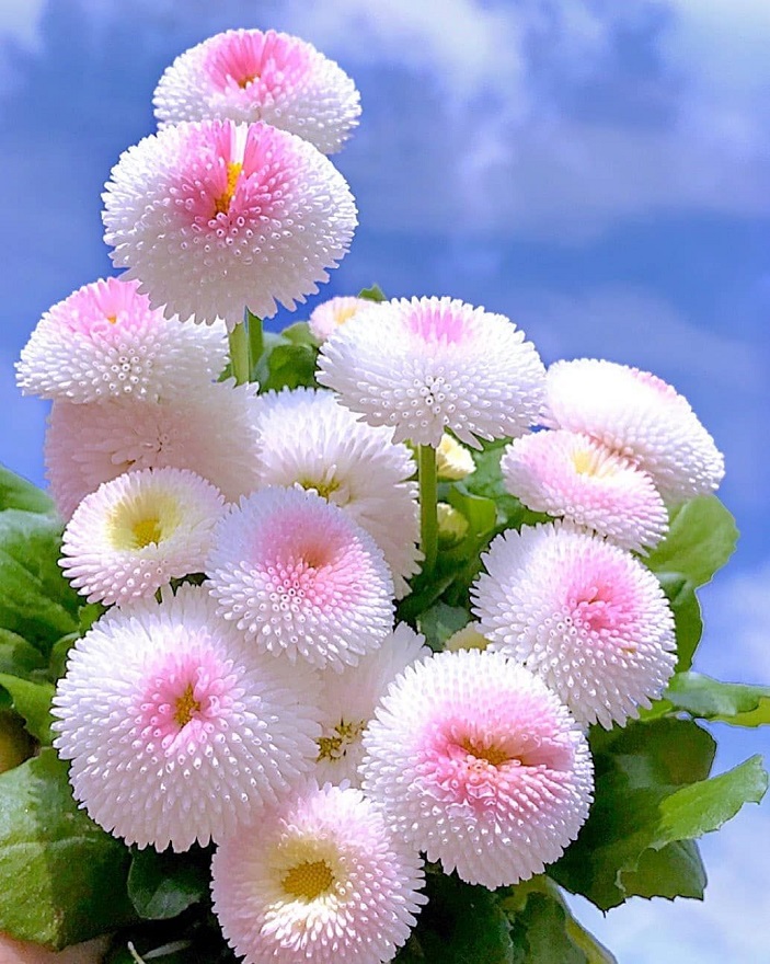 زیبایی چیست؟ تصویری از گل های سفید زیبا
