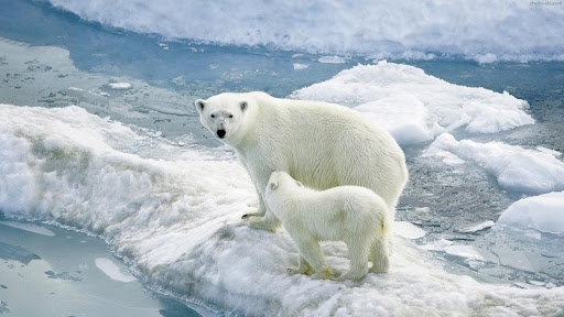 خرس قطبی/حیوانات قطب شمال