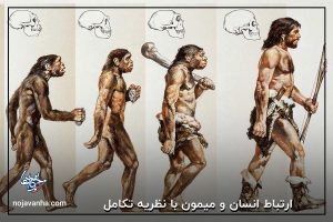 ارتباط انسان و میمون‌ با نظریه تکامل