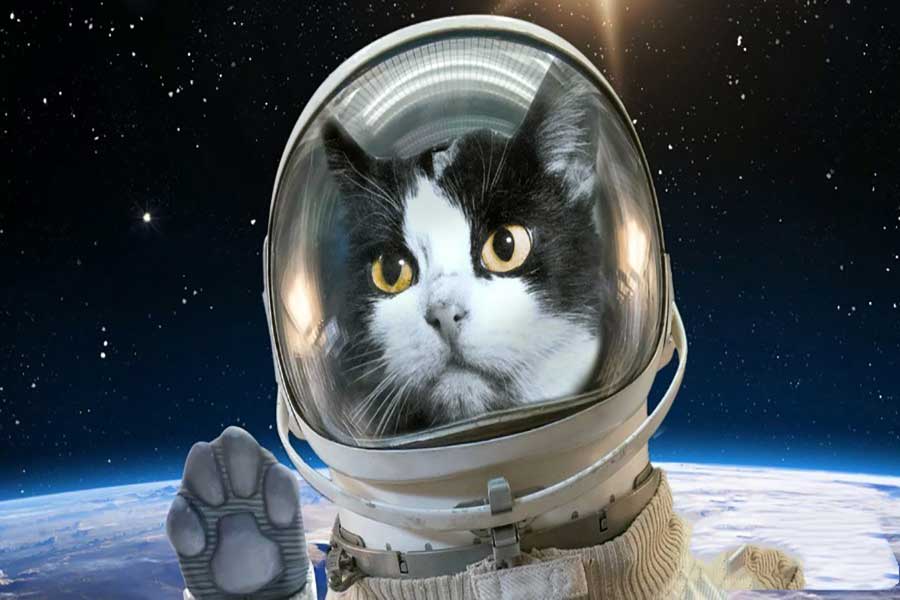 گربه فضایی